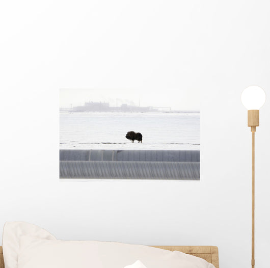 Musk Oxen Stands Wall Mural