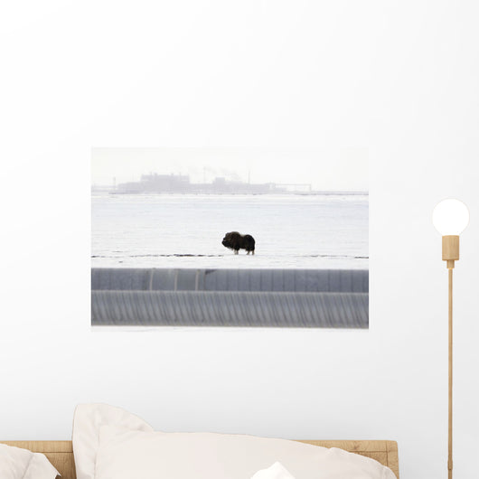 Musk Oxen Stands Wall Mural