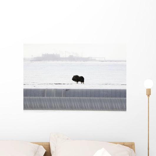Musk Oxen Stands Wall Mural