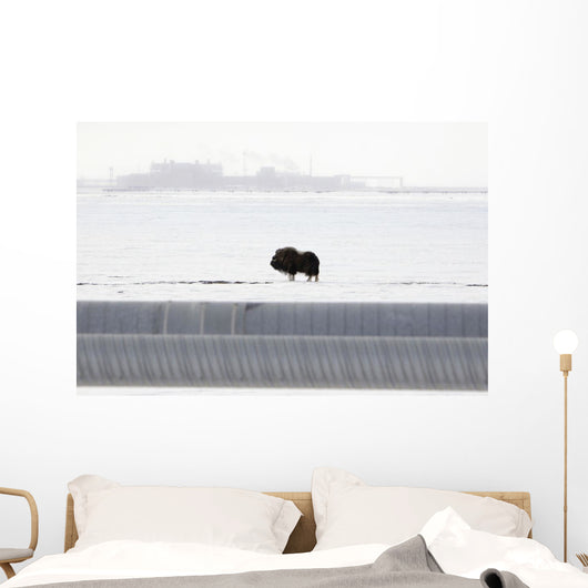 Musk Oxen Stands Wall Mural