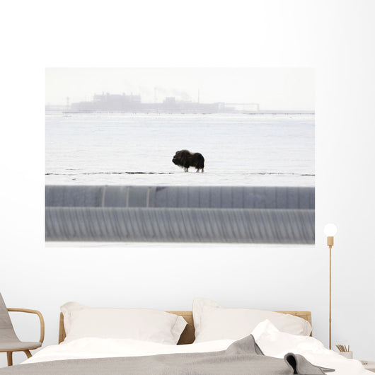 Musk Oxen Stands Wall Mural