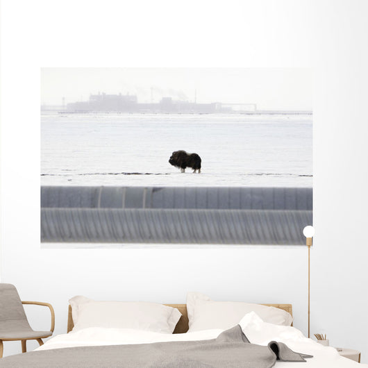 Musk Oxen Stands Wall Mural