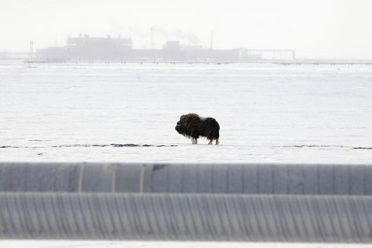 Musk Oxen Stands Wall Mural