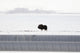 Musk Oxen Stands Wall Mural