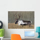 Bull Woodland Caribou In The Yukon Territory, Canada Wall Mural