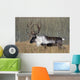 Bull Woodland Caribou In The Yukon Territory, Canada Wall Mural