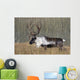 Bull Woodland Caribou In The Yukon Territory, Canada Wall Mural