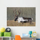Bull Woodland Caribou In The Yukon Territory, Canada Wall Mural