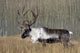 Bull Woodland Caribou In The Yukon Territory, Canada Wall Mural