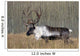 Bull Woodland Caribou In The Yukon Territory, Canada Wall Mural