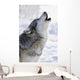 Captive Gray Wolf Howling Winter Wall Mural