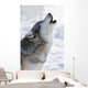 Captive Gray Wolf Howling Winter Wall Mural