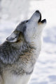Captive Gray Wolf Howling Winter Wall Mural