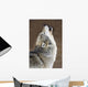 Captive Gray Wolf Howling Wall Mural