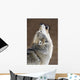 Captive Gray Wolf Howling Wall Mural