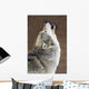 Captive Gray Wolf Howling Wall Mural