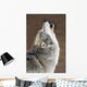 Captive Gray Wolf Howling Wall Mural