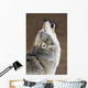 Captive Gray Wolf Howling Wall Mural