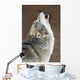 Captive Gray Wolf Howling Wall Mural