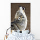 Captive Gray Wolf Howling Wall Mural