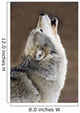 Captive Gray Wolf Howling Wall Mural