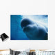 Underwater Close Up View Of A Captive Beluga Whale Swimming Wall Mural