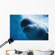 Underwater Close Up View Of A Captive Beluga Whale Swimming Wall Mural