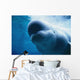 Underwater Close Up View Of A Captive Beluga Whale Swimming Wall Mural