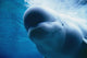 Underwater Close Up View Of A Captive Beluga Whale Swimming Wall Mural