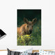 Moose Calf Stands In Yellow Flowers Kp Alaska Summer Wall Mural