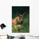 Moose Calf Stands In Yellow Flowers Kp Alaska Summer Wall Mural