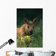 Moose Calf Stands In Yellow Flowers Kp Alaska Summer Wall Mural