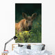 Moose Calf Stands In Yellow Flowers Kp Alaska Summer Wall Mural