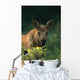 Moose Calf Stands In Yellow Flowers Kp Alaska Summer Wall Mural