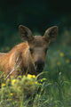 Moose Calf Stands In Yellow Flowers Kp Alaska Summer Wall Mural