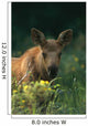 Moose Calf Stands In Yellow Flowers Kp Alaska Summer Wall Mural