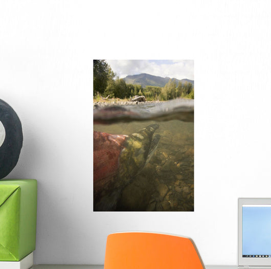 Spawned Out Sockeye Salmon Wall Mural