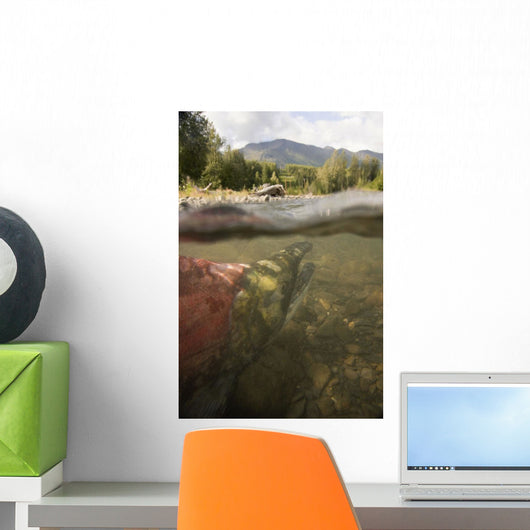Spawned Out Sockeye Salmon Wall Mural