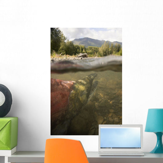 Spawned Out Sockeye Salmon Wall Mural