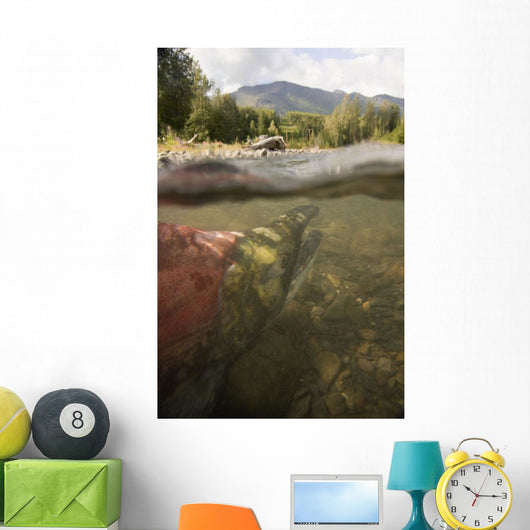 Spawned Out Sockeye Salmon Wall Mural