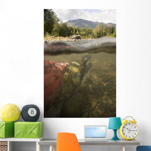 Spawned Out Sockeye Salmon Wall Mural