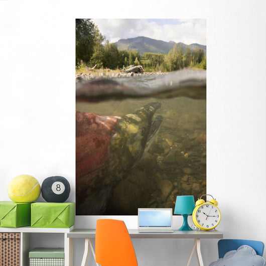 Spawned Out Sockeye Salmon Wall Mural