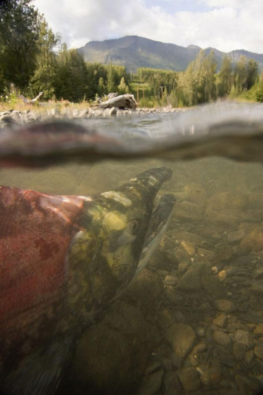 Spawned Out Sockeye Salmon Wall Mural