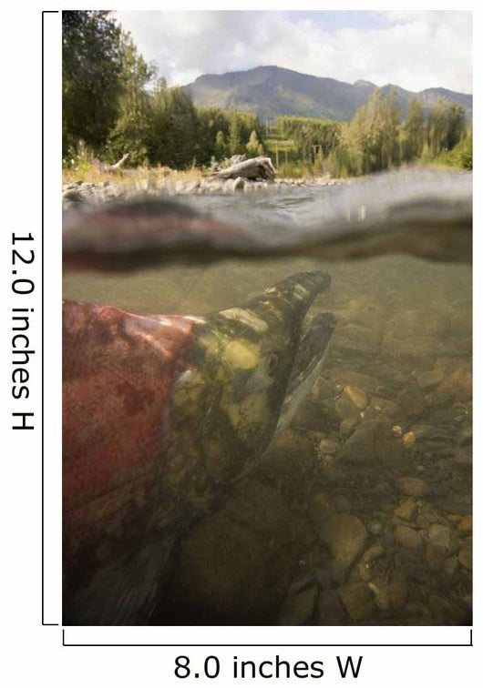 Spawned Out Sockeye Salmon Wall Mural