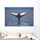 View Of A Humpback Whale Fluke In Frederick Sound Wall Mural