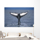 View Of A Humpback Whale Fluke In Frederick Sound Wall Mural