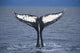 View Of A Humpback Whale Fluke In Frederick Sound Wall Mural