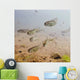Underwater View Of Coho Salmon Fry Prior To Smolting In The Eyak River Wall Mural