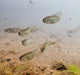 Underwater View Of Coho Salmon Fry Prior To Smolting In The Eyak River Wall Mural