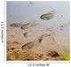 Underwater View Of Coho Salmon Fry Prior To Smolting In The Eyak River Wall Mural